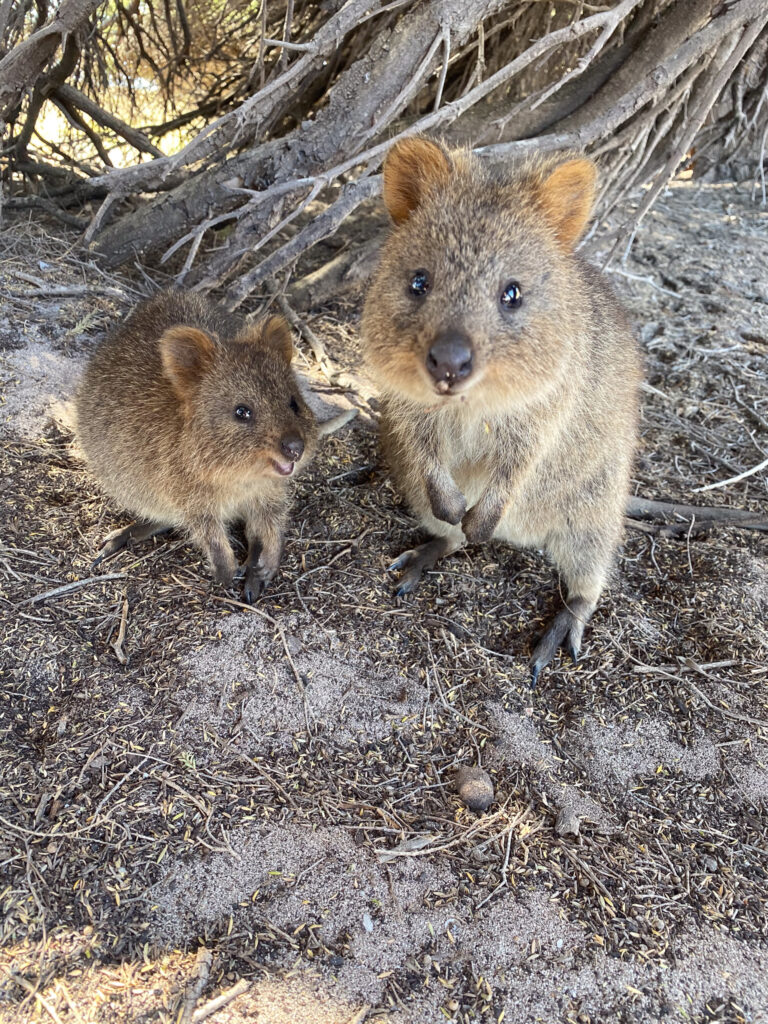 Rottnest Island Quokka