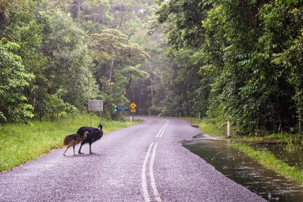 Daintree Rainforest