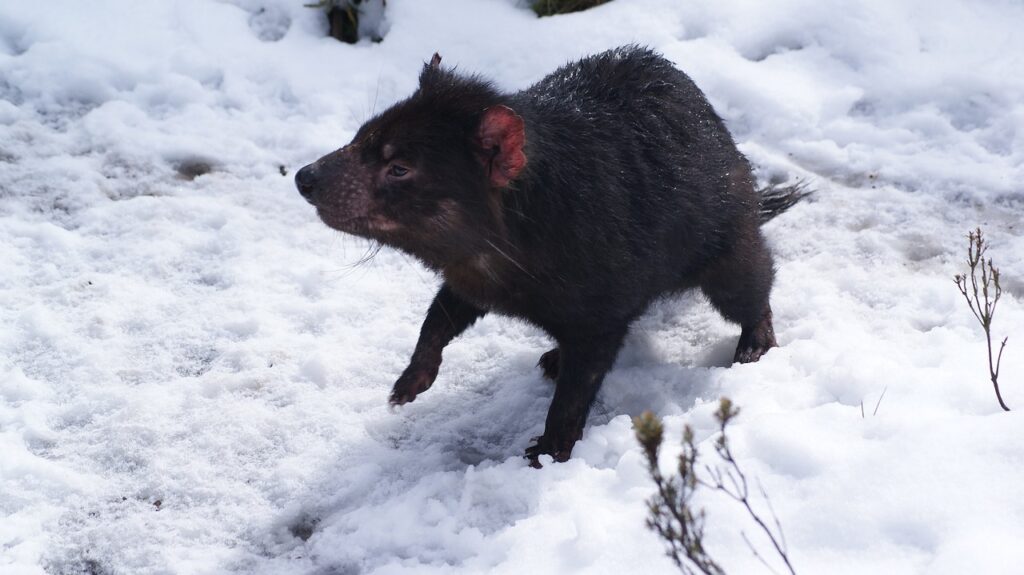 Tasmanian Devil