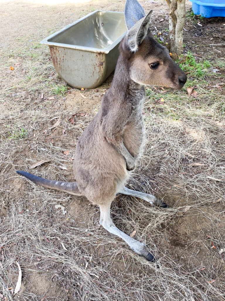 caversham wildlife park