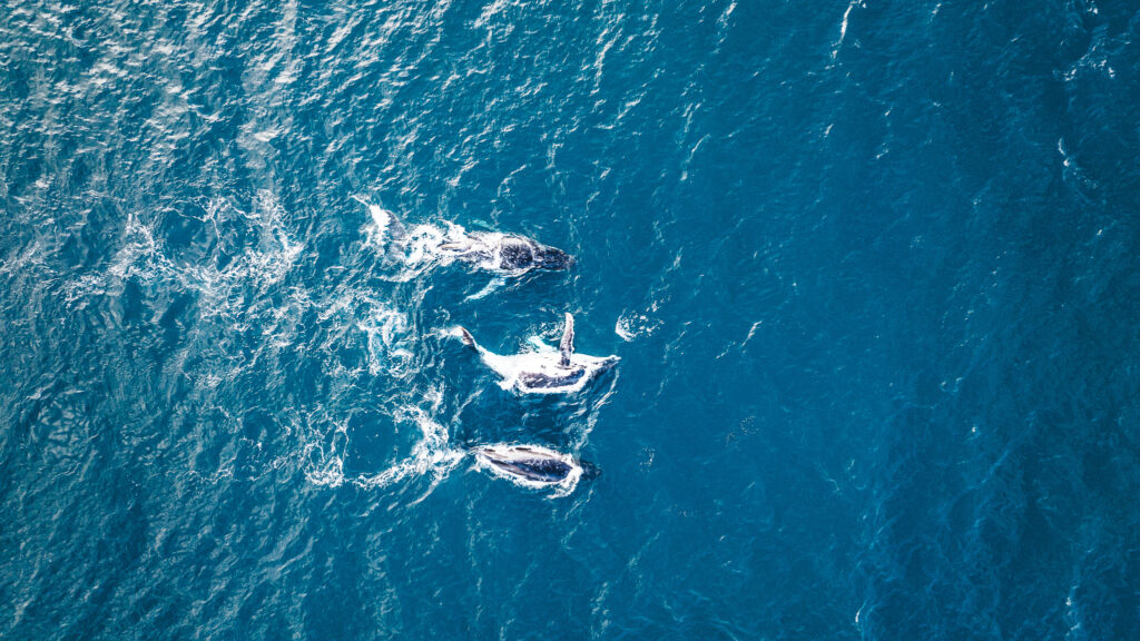 Blue whales in Australia